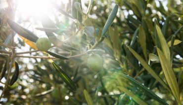 foglie di olivo proprieta e benefici